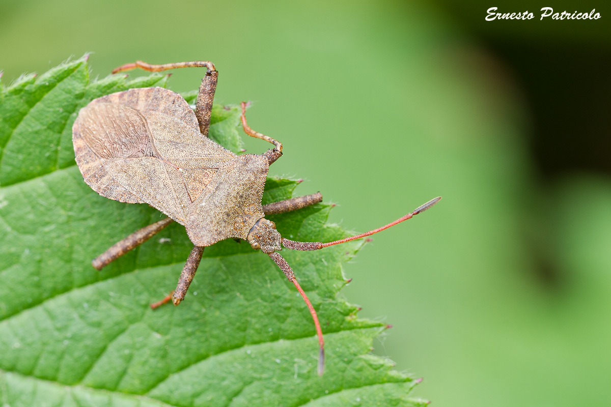 Coreidae: Coreus marginatus dell''Alto Adige (BZ)